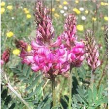 Heirloom Non-GMO Shoshone Plant Seeds for Planting – Native Ornamental Blooms for Wildflower Gardens