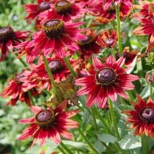 Black Eyed Susan Flower Seeds for Planting - NON GMO Seeds