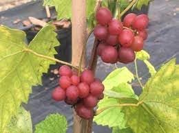 Grape Fruit Seeds - Non-GMO, Heirloom Variety for Gardeners