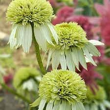 Light Yellow Echinacea Flower Seeds for Planting - Heirloom, GMO Free Seeds to attract Pollinators - Yellow for planting in home garden