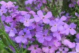 Organic Bicornis Flower Seeds for Planting – Heirloom, Non-GMO for planting in your garden.