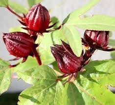 Roselle Hibiscus Fruit Seeds for Growing Tart and Healthy Fruit for Beverages 100 Pcs pcs