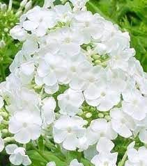Drummondii Flower Seeds for Planting - 100 pcs
