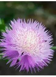 Cirsium Muticum Plant Seeds for Planting Non-GMO Heirloom Garden Seeds Perfect for Pollinators