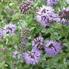 Pennyroyal Plant Seeds Heirloom Non GMO Planting - 100 pcs for planting in home garden