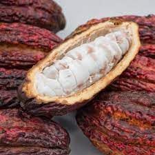 Cacao Theobroma cacao seeds for planting in edible landscape