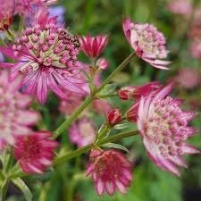 Masterwort Flower Seeds for Garden - NON GMO Seeds