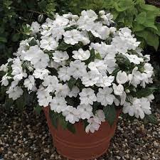 Heirloom Non-GMO Impatiens Flower Seeds for Planting – Shade-Loving Blooms for Vibrant Garden Beds