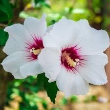 Syriacus Flower Seeds for Planting, 100 pcs