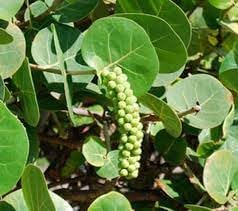 Seagrapes fruit seeds