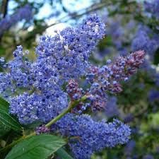 Integerrimus Flower Seeds for Planting, 100 pcs
