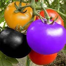Tomato Vegetable Seeds for Planting - 10 pcs