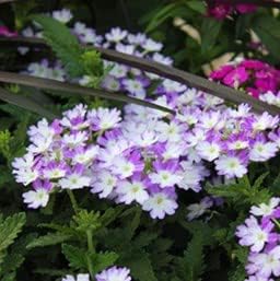 Organic Heirloom White Purple Verbena Flower Seeds – Non-GMO Hardy Seeds for Planting