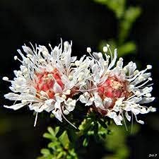 Dalea Pinnata Planting Seeds - Non-GMO, Heirloom Flower