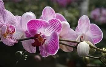 White Violet Phalaenopsis Orchid Planting Seeds for Garden NON GMO Seeds