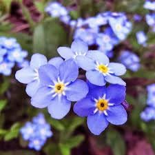 Myosotis Flower Seeds for Planting, Heirloom, Non-GMO, 100 pcs for planting in home garden