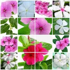 Vinca Periwinkle Flower Seeds for Planting - NON GMO Seeds