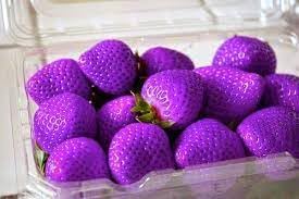 Red mangosteen fruit seeds