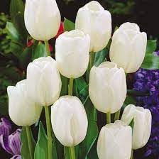 White Tulip Flower Seeds for Planting – Non-GMO, Heirloom, Premium Quality for planting in your garden.