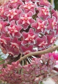 Heirloom Burgundy Hoya Flower Seeds for Planting – Non-GMO, Rare Fragrant Garden Blooms