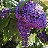 Purple Heliotrope Flower Seeds for Planting, 100 pcs for planting in your garden.