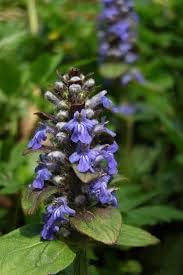 Bugle Flower Seeds for Garden Planting - 100 pcs
