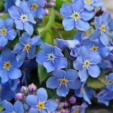 Organic Forget Me Not Flower Seeds for Planting – Heirloom, Non-GMO