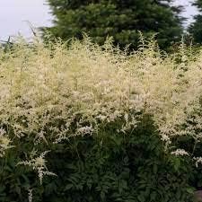 Heirloom Non-GMO Cream Astilbe Flower Seeds for Garden Planting – Elegant Blooms
