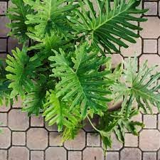 Heirloom Non-GMO Philodendron Plant Seeds for Planting ƒ?? Tropical Indoor and Outdoor Foliage