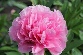 Carnations Flower Seeds for Garden Planting - NON GMO Seeds