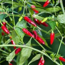 Guam Boonie Vegetable Seeds for Planting - 100 Pcs pcs