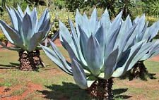 Blue Maguey Aloe Plant Seeds for Planting NON GMO Seeds