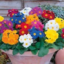 Heirloom Non-GMO Polyanthus Flower Seeds for Planting – Colorful Clusters for Garden Displays - Non-GMO for planting in home garden