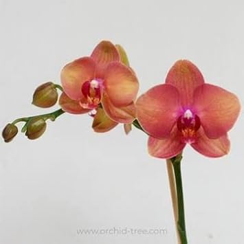 Peach Phalaenopsis Orchid Flower Seeds – Heirloom, Non-GMO, Graceful Blooms for Garden Planting
