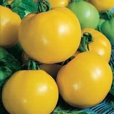 Tomato Vegetable Seeds for Planting – Yellow Hybrid Variety heirloom & Non GMO Seeds