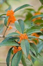 Heirloom Non-GMO Osmanthus Tree Flower Seeds for Planting – Fragrant Evergreen Blooms - Non-GMO for planting in home garden