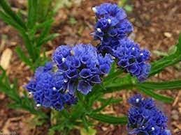 Statice Pale Blue Flower Seeds for Planting - NON GMO Seeds for planting in home garden