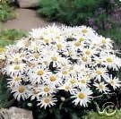 White Leucanthemum Flower Seeds for Planting - 100 pcs