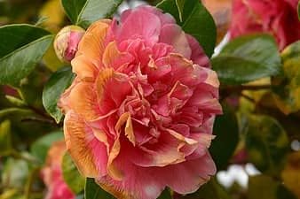 Pink Orange Camellia Flower Seeds for Planting - 100 pcs