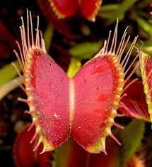 Heirloom Non-GMO Venus Plant Seeds for Unique Carnivorous Garden and Terrarium Planting for planting in home garden