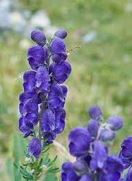 Heirloom Wolfsbane Flower Seeds for Garden Planting, Non-GMO, Tall Spiked Blooms for Shaded Borders