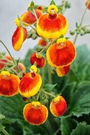 Yellow & Red Calceolaria Uniflora Flower Seeds for Planting - NON GMO Seeds