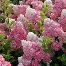 Hydrangea Paniculata Flower Seeds ƒ?? Heirloom, Non-GMO Seeds for Planting Lush Garden Blooms for planting in your garden.