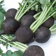 Deep Black Radish Raphanus sativus for planting in urban garden