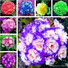 African Flower Planting Seeds for Garden NON GMO Seeds
