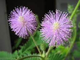 Mimosa Flower Seeds for Planting 100 pcs -Hierloom Flower Seeds