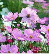Organic Purple Landscape Autumn Flower Seeds for Planting – Heirloom, Non-GMO
