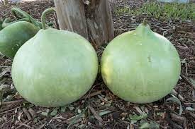 Corsican Vegetable Seeds for Planting - 100 Pcs pcs