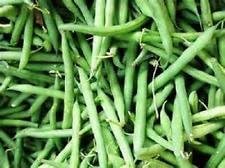 Green Bush Bean Seeds for Planting - heirloom & Non GMO Seeds
