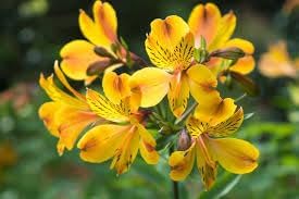 Heirloom Non-GMO Alstroemeria Flower Seeds for Planting – Vibrant Peruvian Lily Blooms